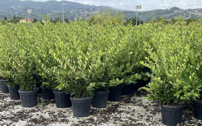 LIGUSTRUM TEXANO